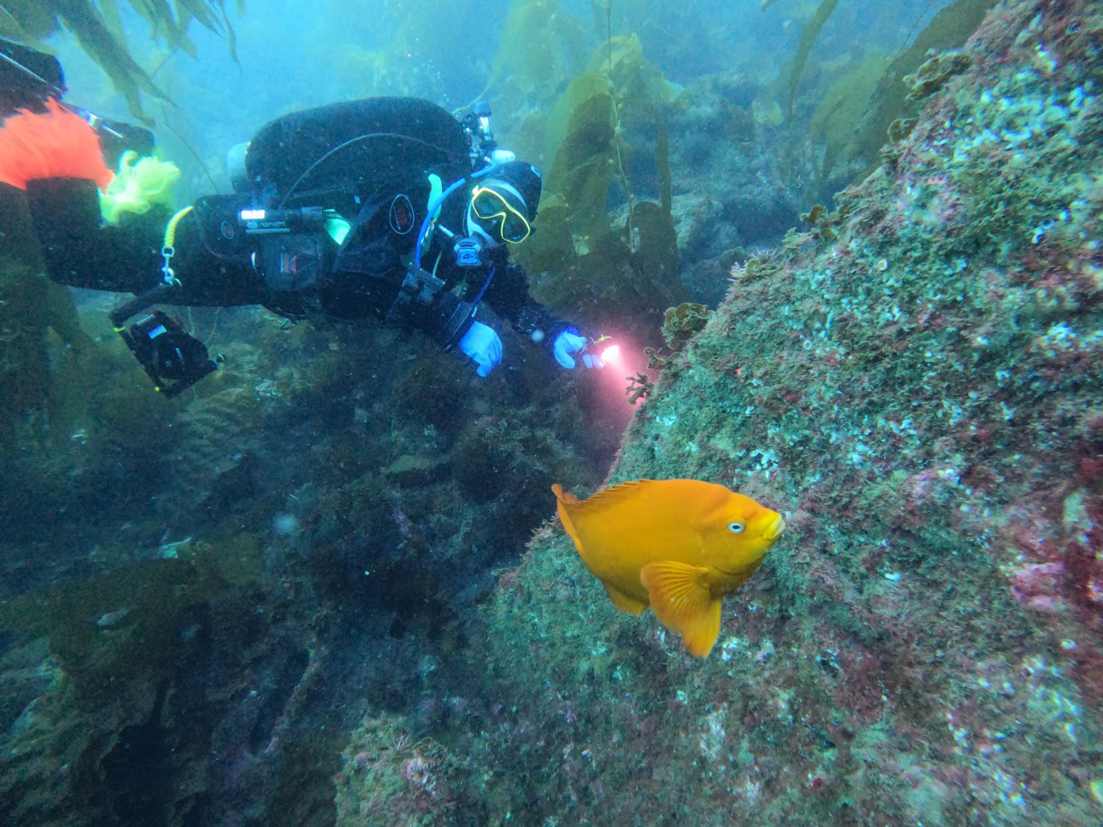 California Scuba Program for Veteran Couples